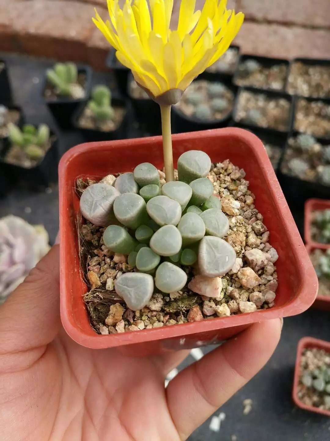 Fenestraria rhopalophylla subsp. aurantiaca - PictureThis