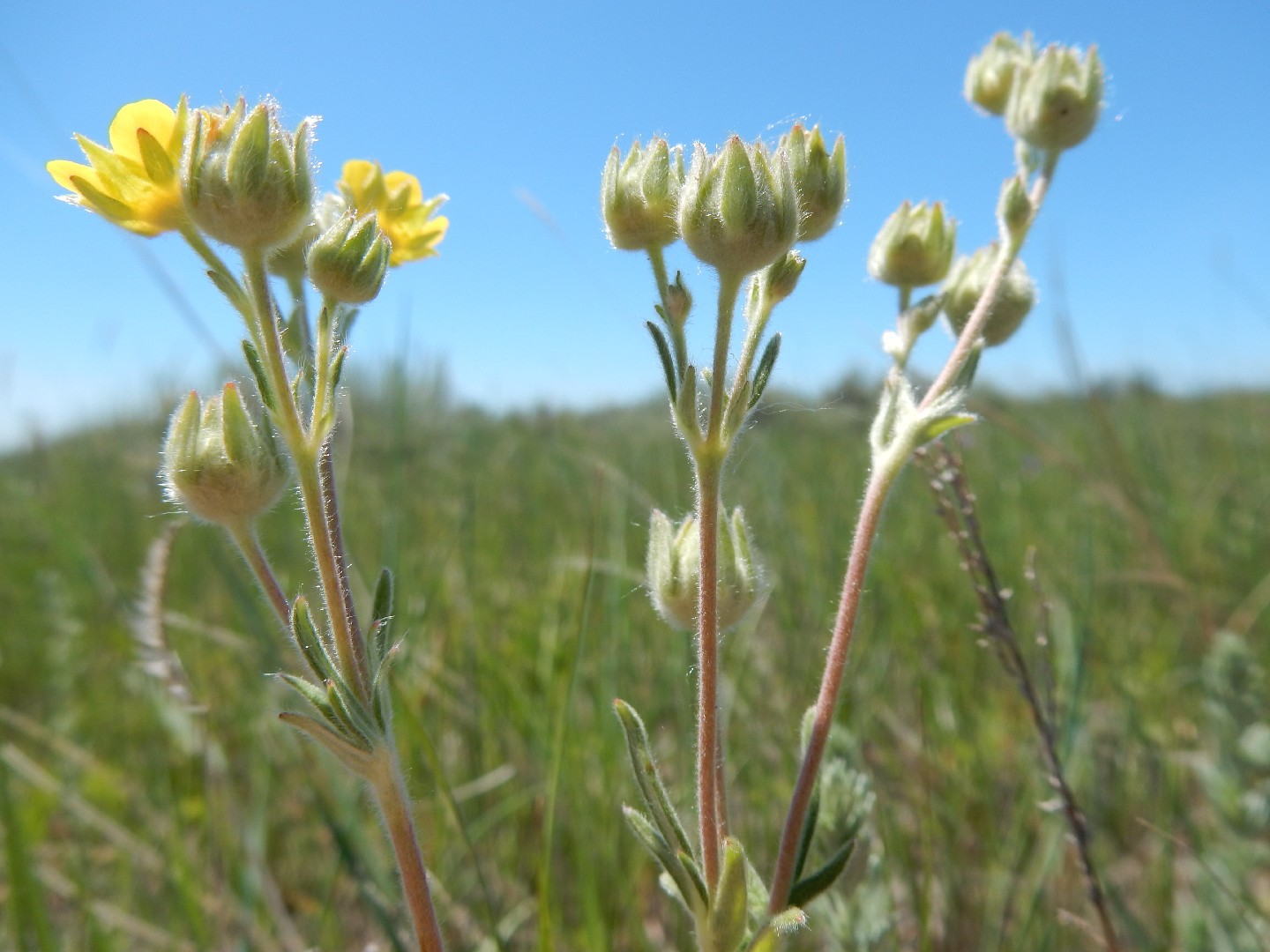 Лапчатка пенсильванская (Potentilla pensylvanica) - PictureThis