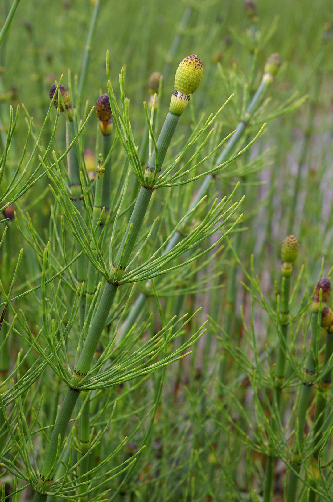 Equiseto Fluviatile (Equisetum fluviatile) - PictureThis