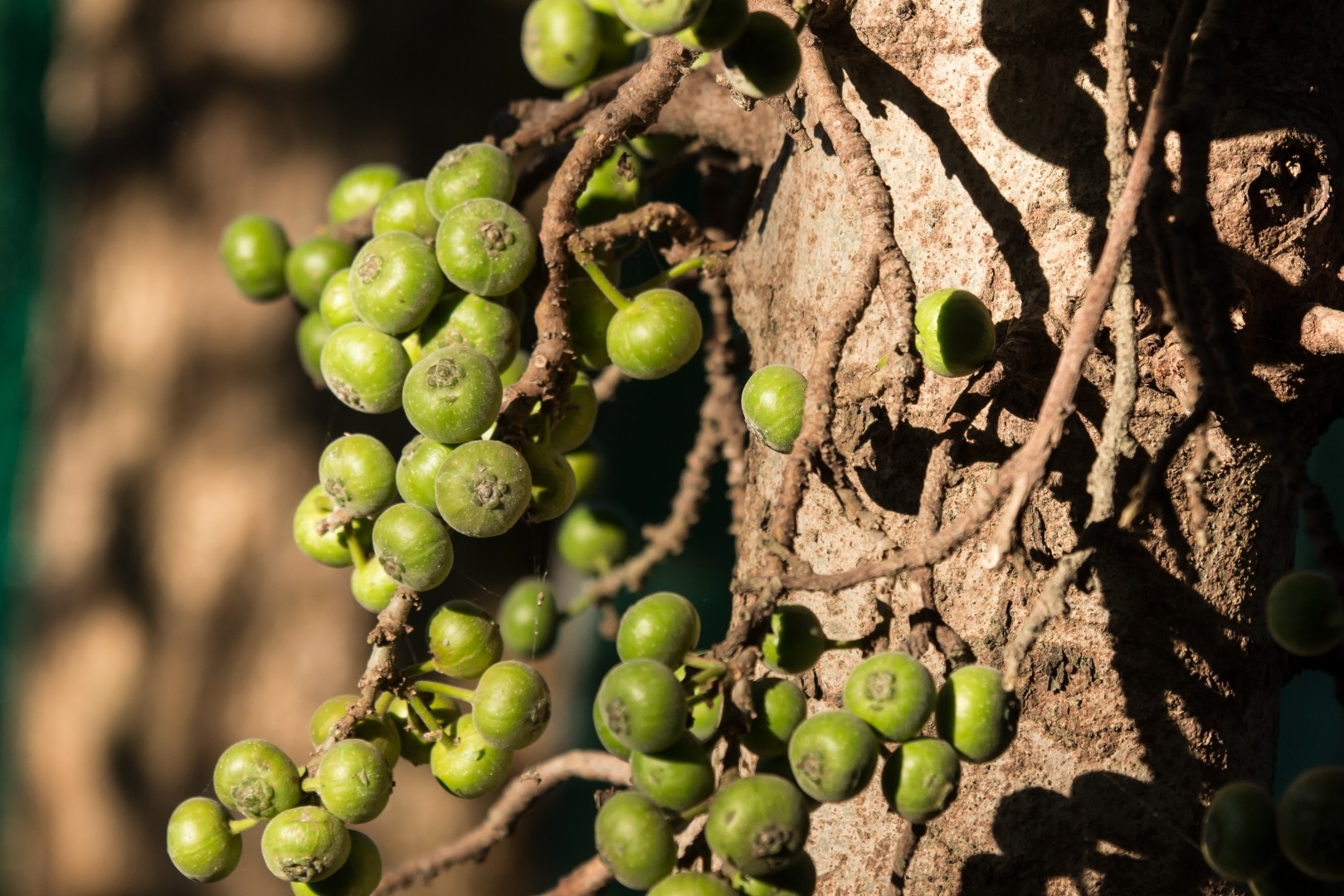 Ficus tinctoria уход (почву, удобрение, обрезка) - PictureThis