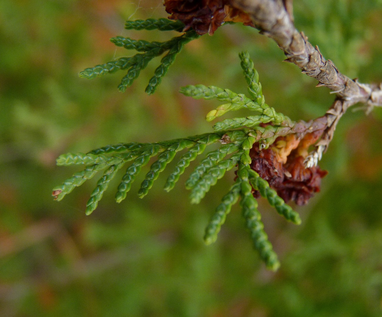 Кипарисовик туеобразный (Chamaecyparis thyoides) - PictureThis