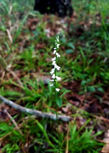 Spiranthes Tuberosa PictureThis   153829278859919377 