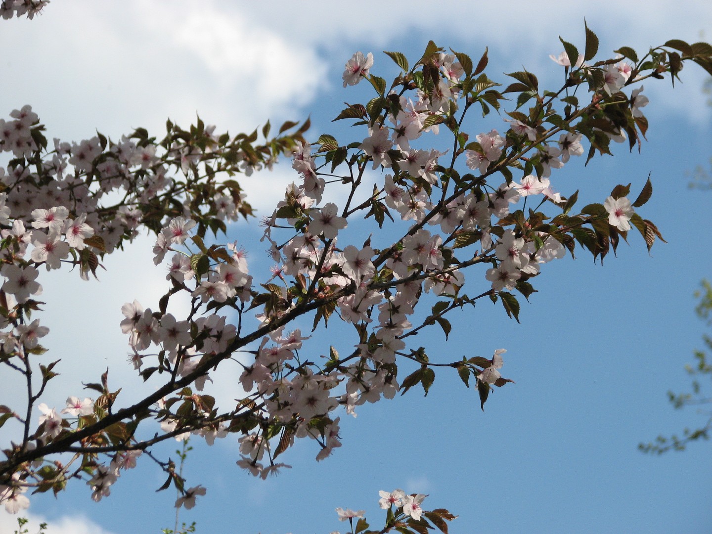 Fiore di ciliegio (Prunus incisa) - PictureThis