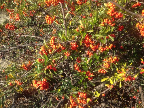 Pyracantha arbusto nel gelo con foglie di colore verde scuro e rosso  scarlatto bacche fotografato un freddo gelido inverno mattina Foto stock -  Alamy