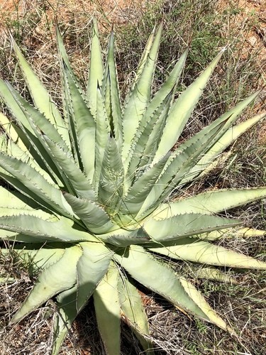 コウラムシャ（甲羅武者） (Agave palmeri) 花言葉，毒性，よくある質問 - PictureThis