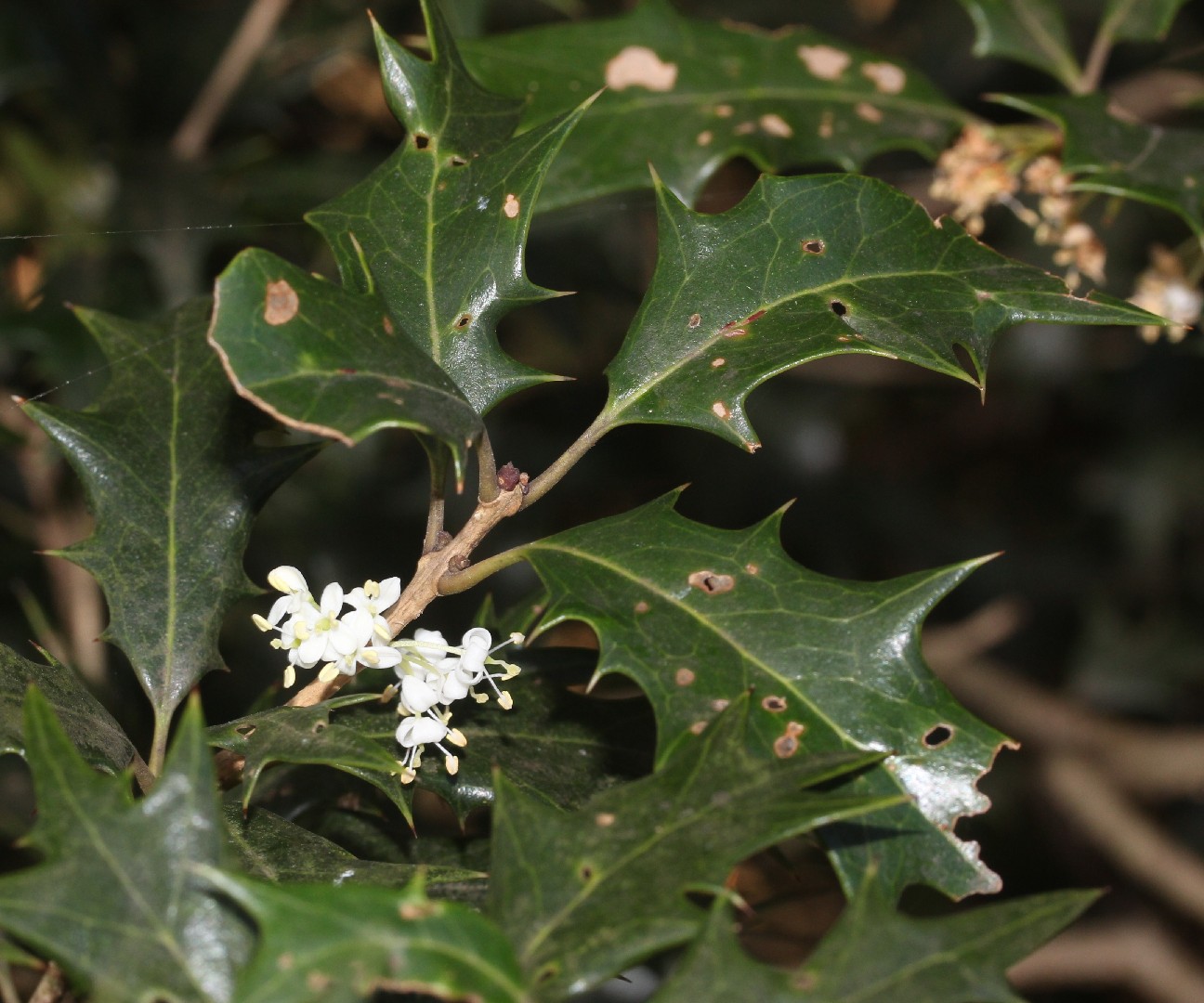 Osmanthus heterophyllus