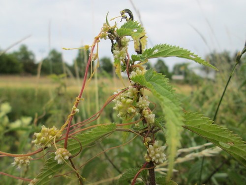 クシロネナシカズラ Cuscuta Europaea 花言葉 毒性 よくある質問 Picturethis