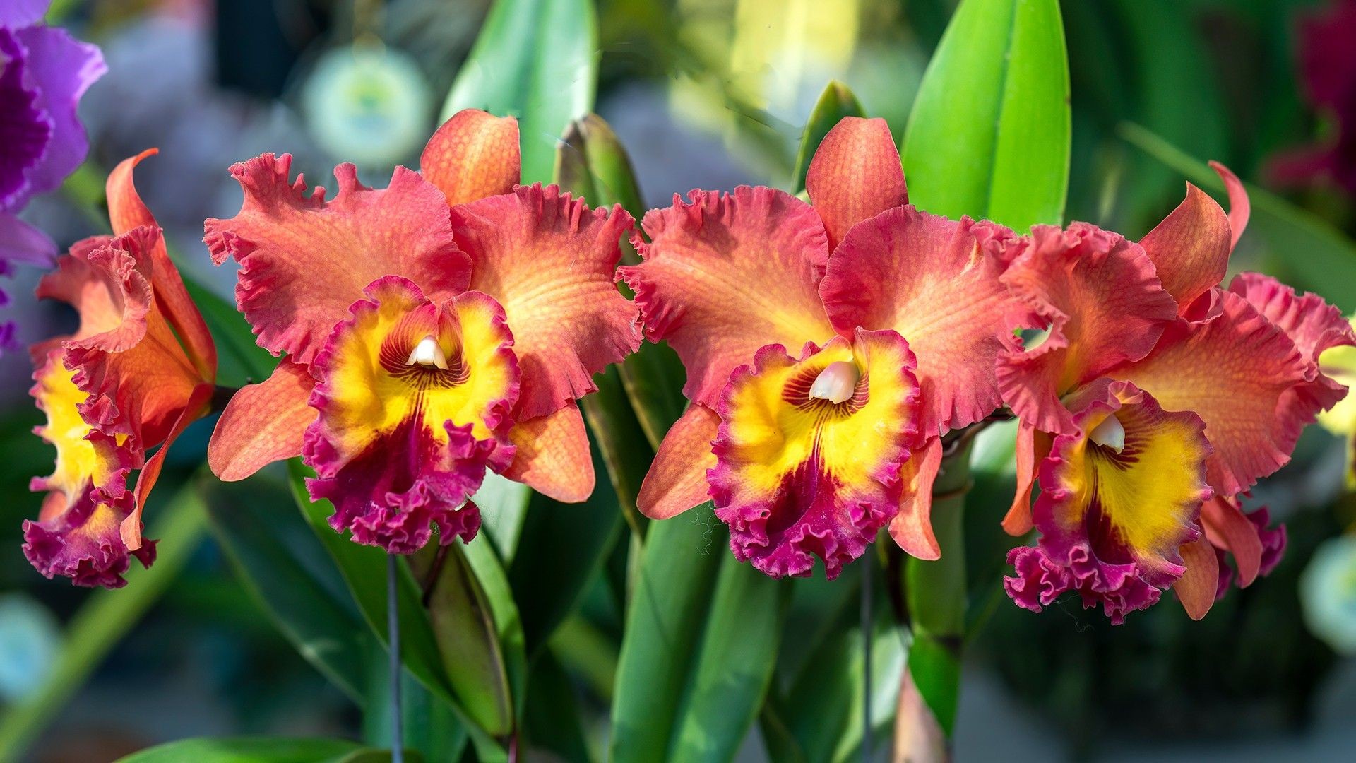 Crimson cattleya (Cattleya labiata) Flower, Leaf, Care, Uses - PictureThis