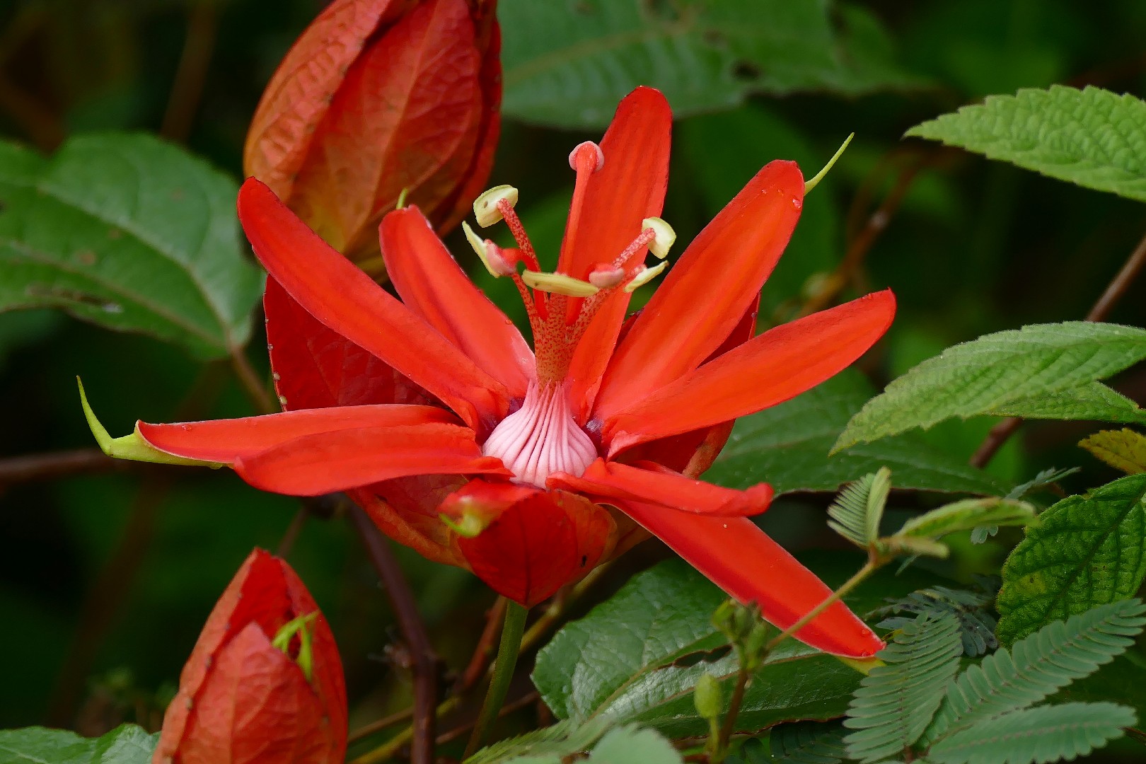 Passiflora coccinea - PictureThis