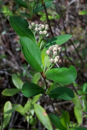 How to Plant and Grow Purple chokeberry(Photinia floribunda)