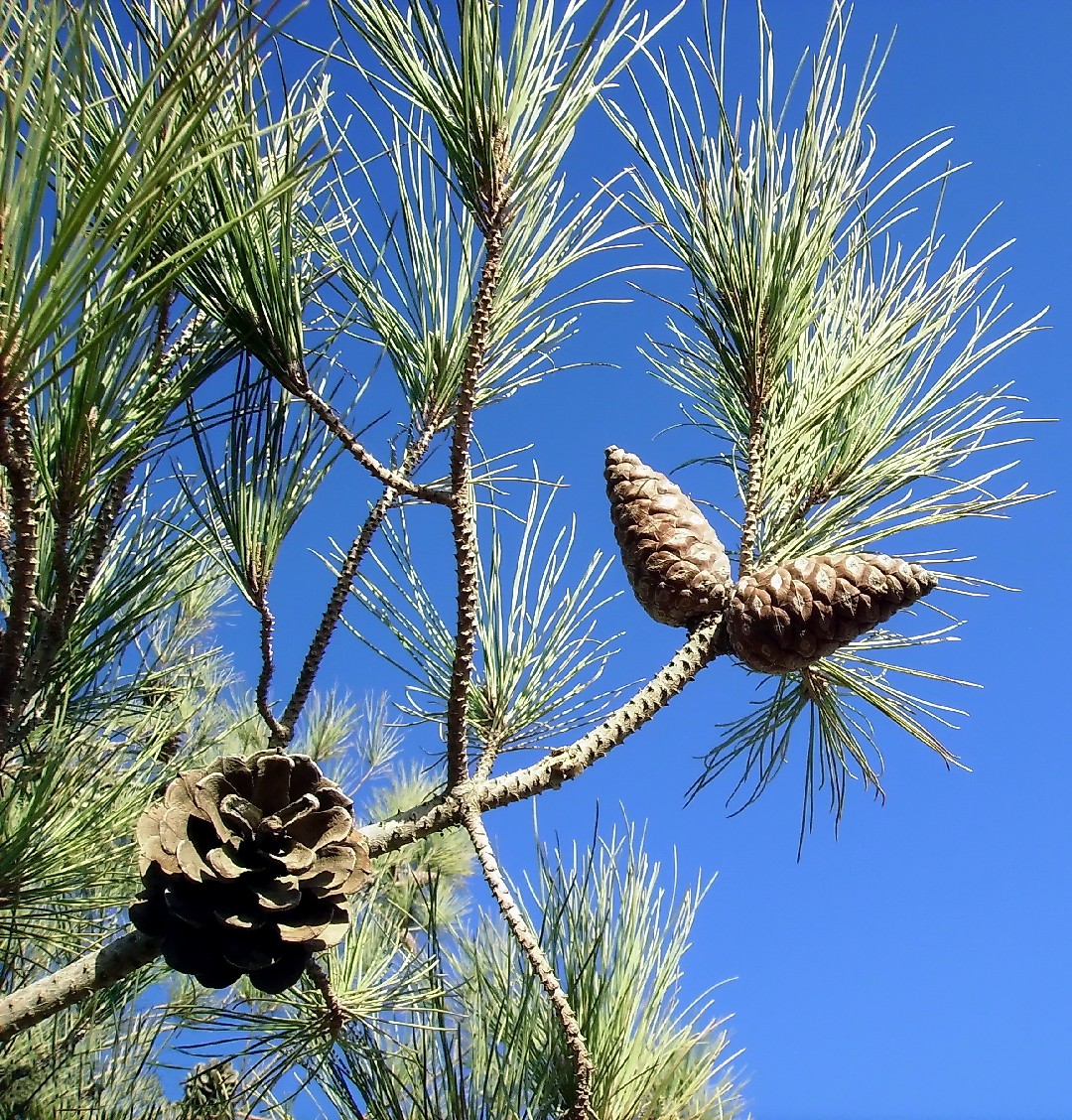 Сосна калабрийская Pinus brutia