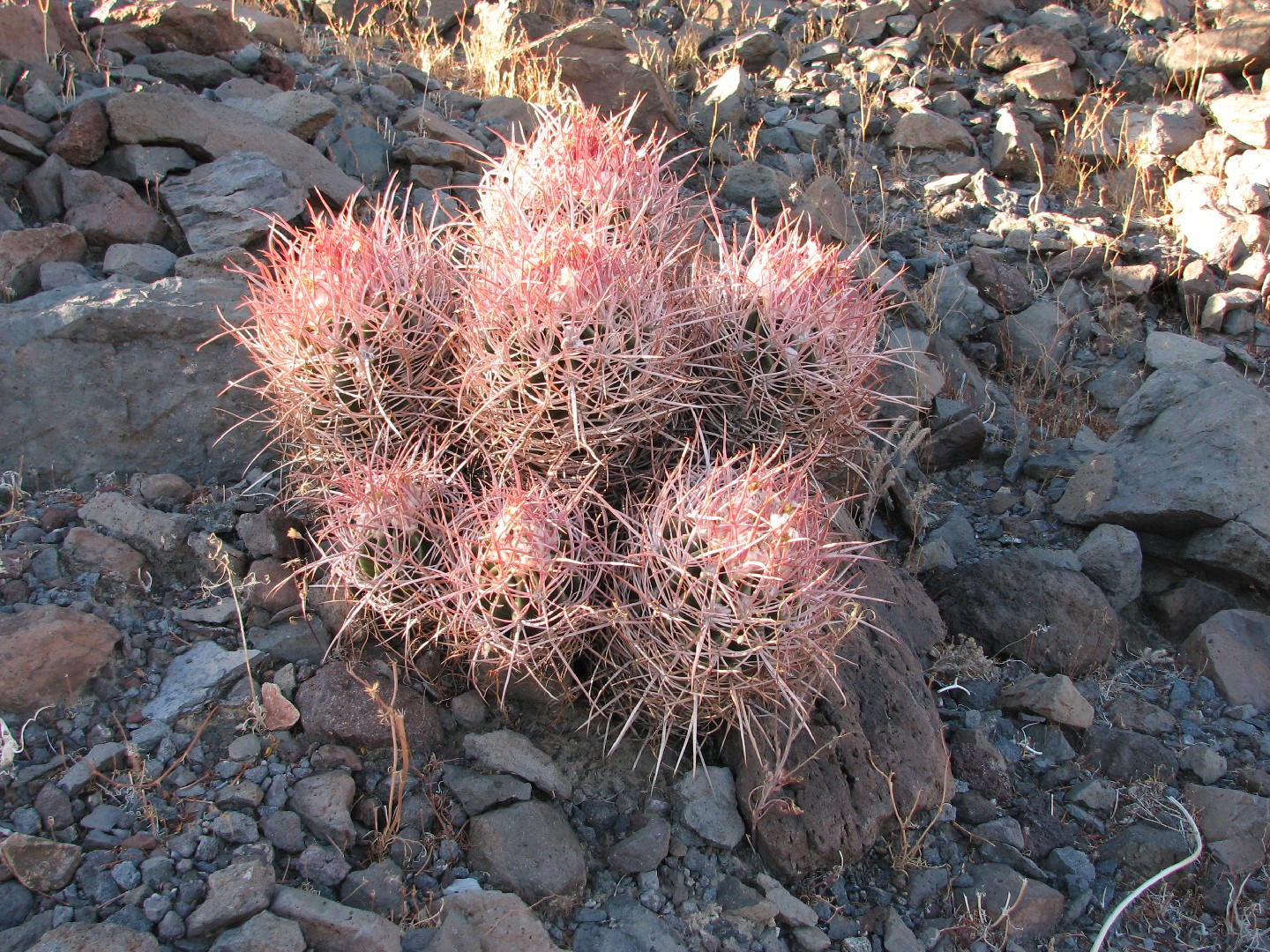 Echinocactus polycephalus - PictureThis