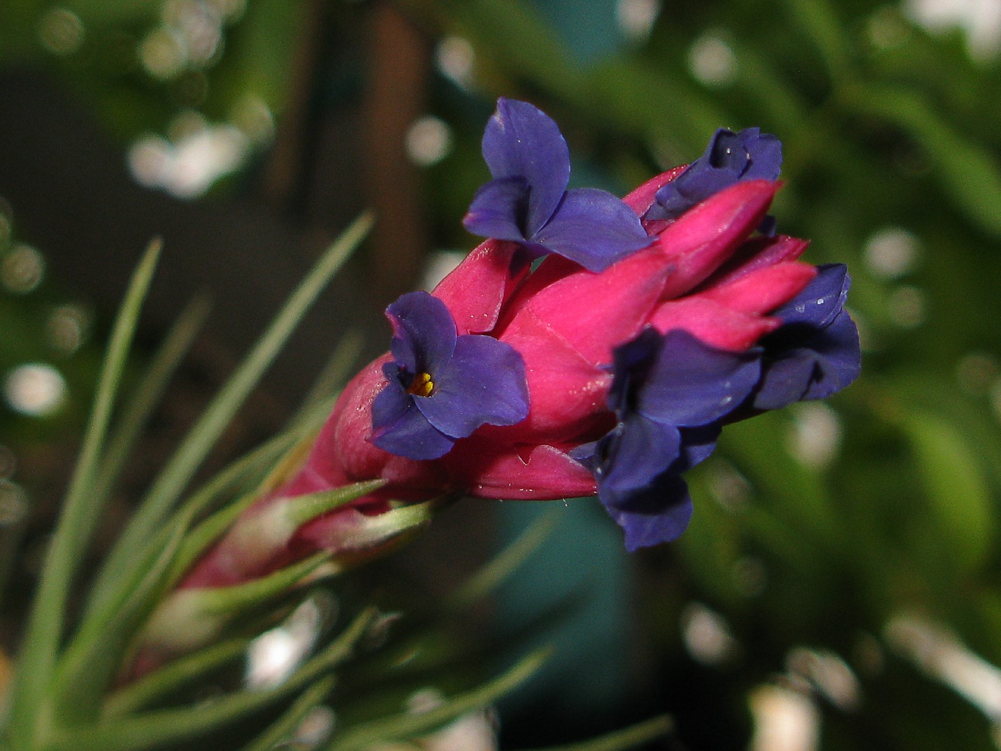 Tillandsia aeranthos