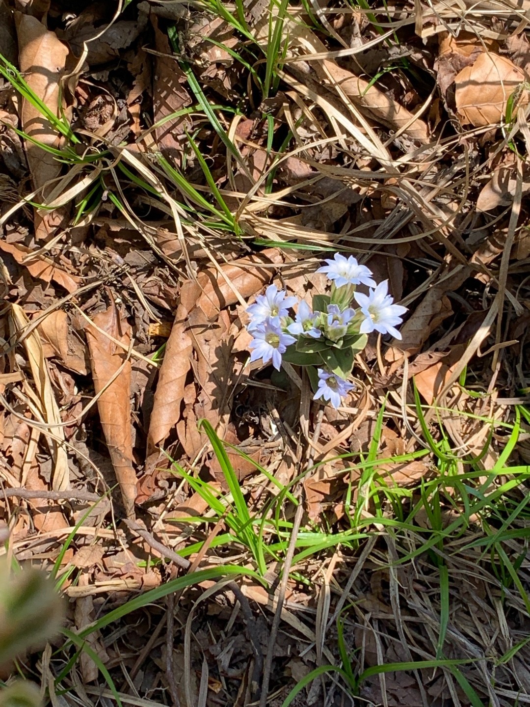 フデリンドウ（筆竜胆） (Gentiana zollingeri) 花言葉，毒性，よく