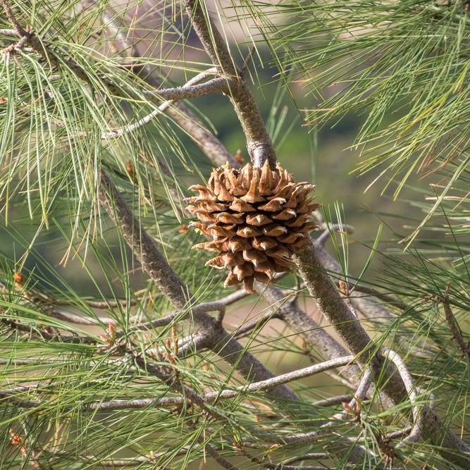 6 Ways to Use Pine Cones in Your Garden- A Cultivated Nest