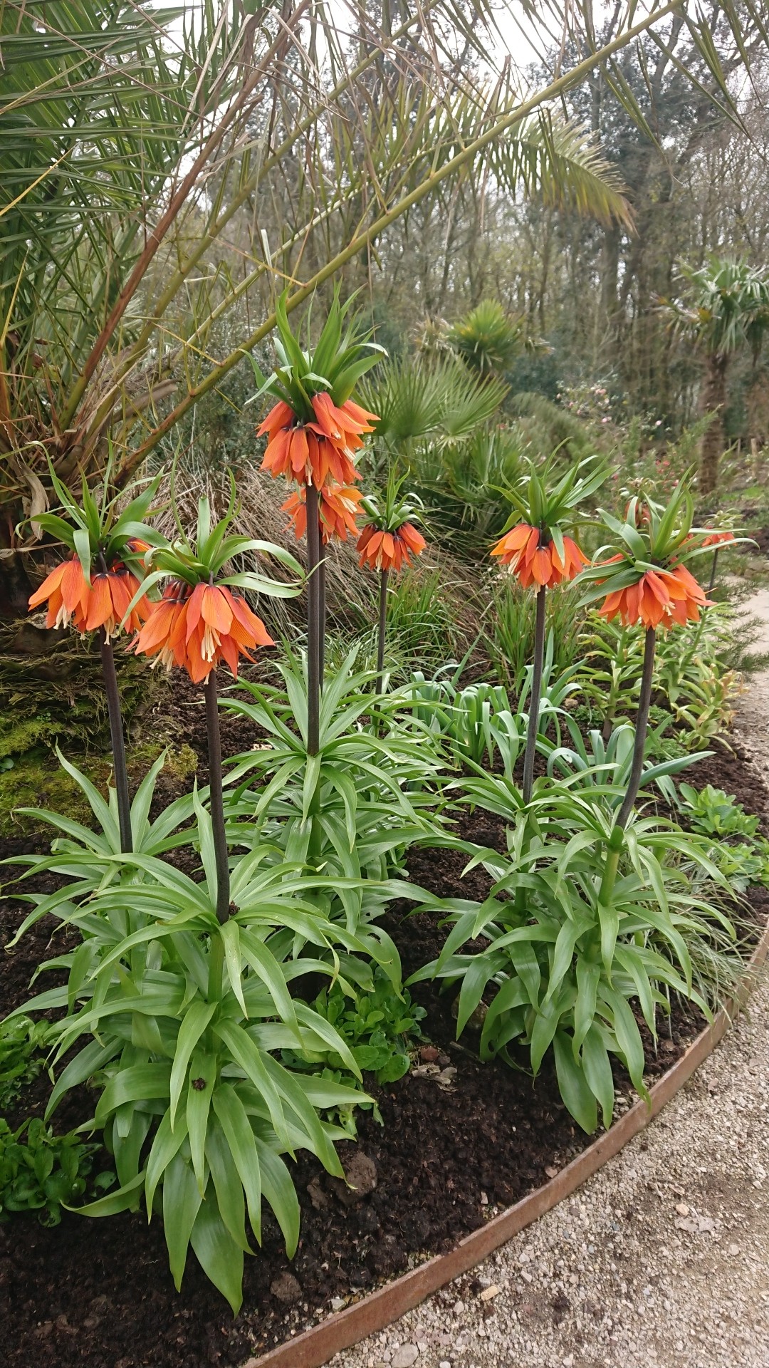 Fritillaria imperialis Rubra Maxima уход (почву, удобрение, обрезка) -  PictureThis