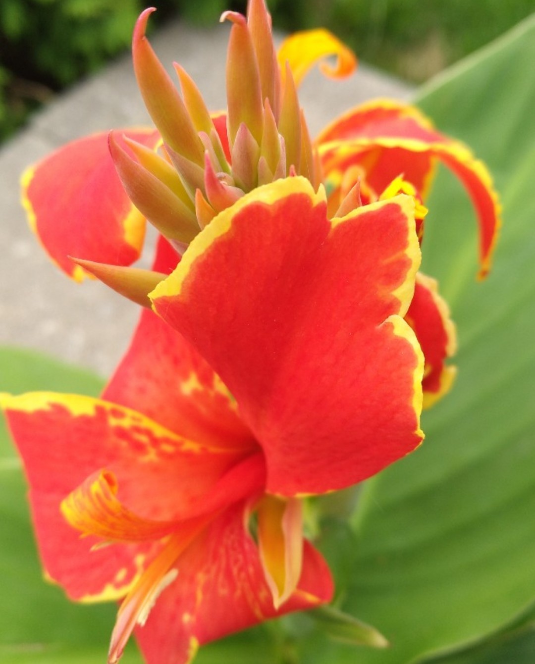 Canna 'Lucifer' (Canna Lily)