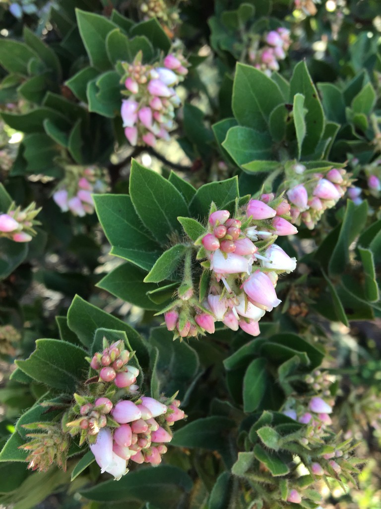 Montara manzanita (Arctostaphylos montaraensis) Flower, Leaf, Care ...