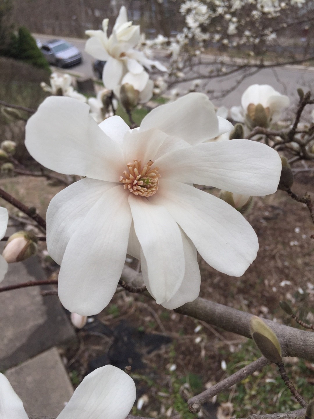 Magnolia Loebneri Mag S Pirouette Купить