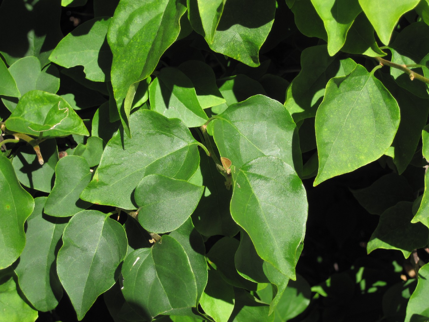 Buganvilla (Bougainvillea glabra) - PictureThis