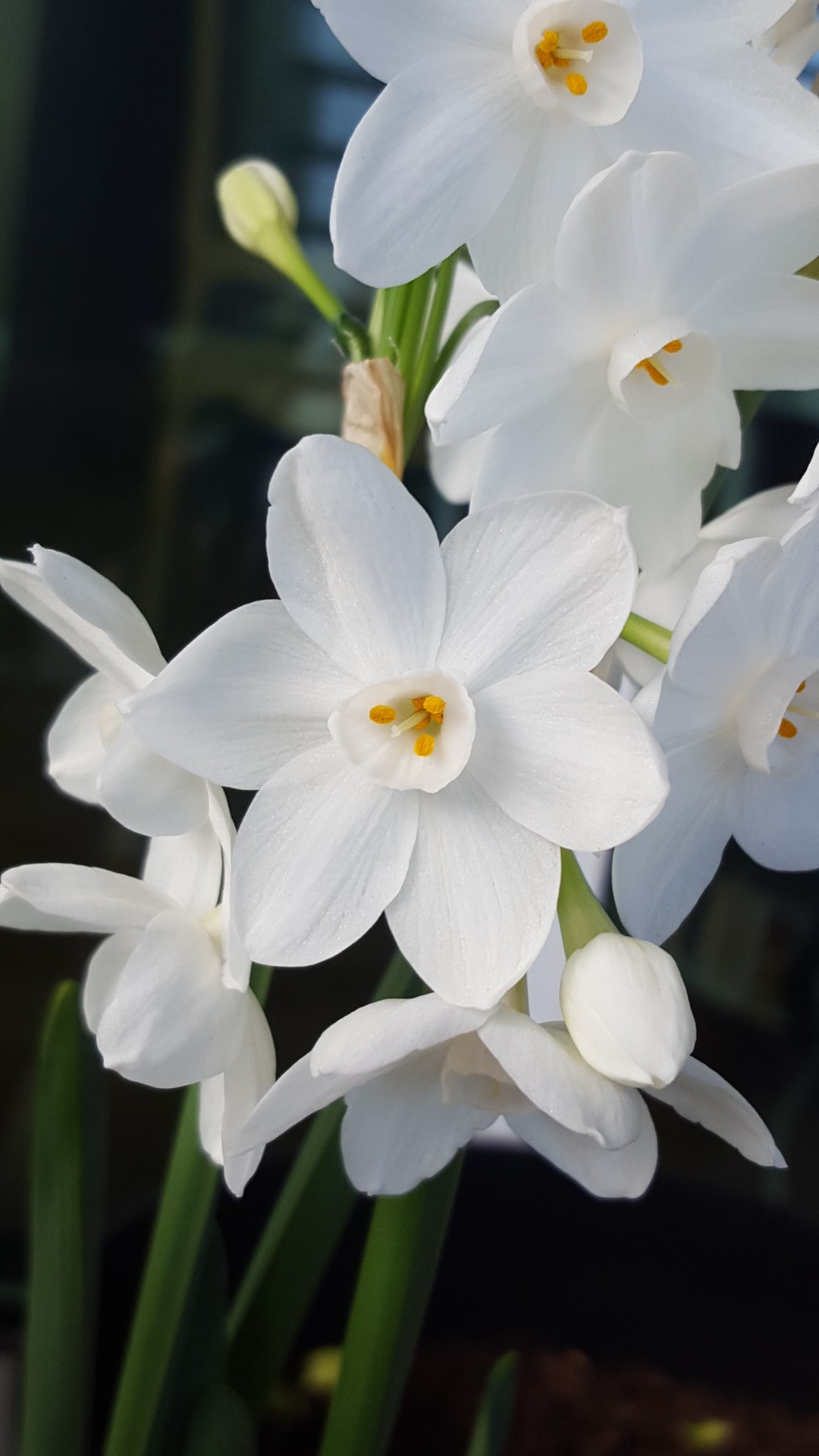 Narcissus 'Ariel' 花言葉，毒性，よくある質問 - PictureThis