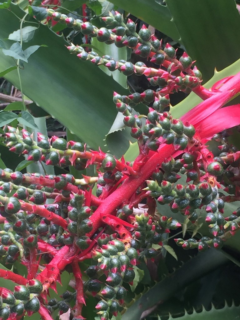 パイナップル科 Bromeliaceae 花言葉 学名 よくある質問 Picturethis