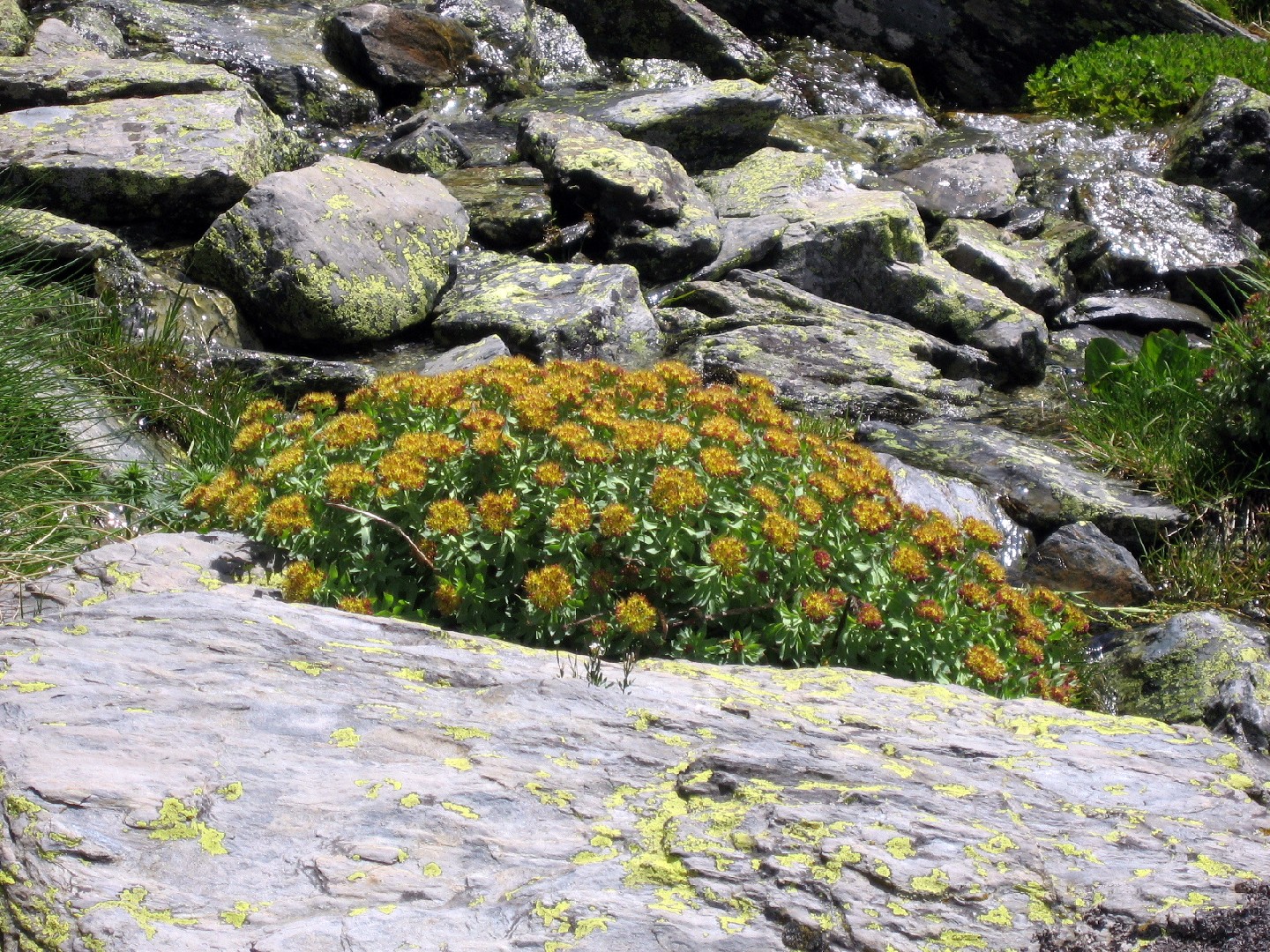 Родиола розовая (Sedum rosea) - PictureThis