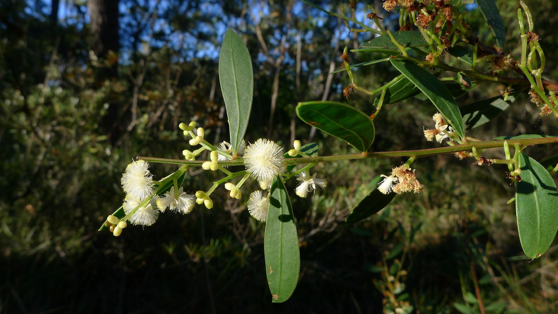 Acacia Myrtifolia Picturethis