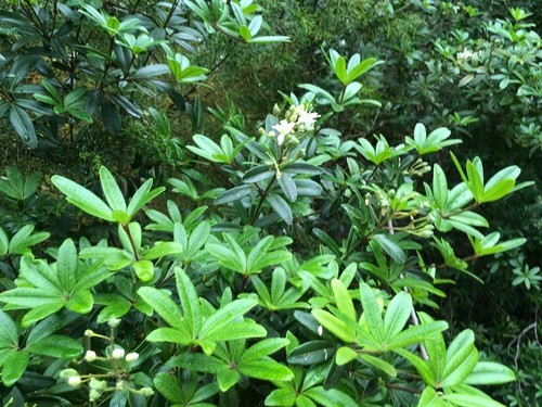 Acradenia (Acradenia)
