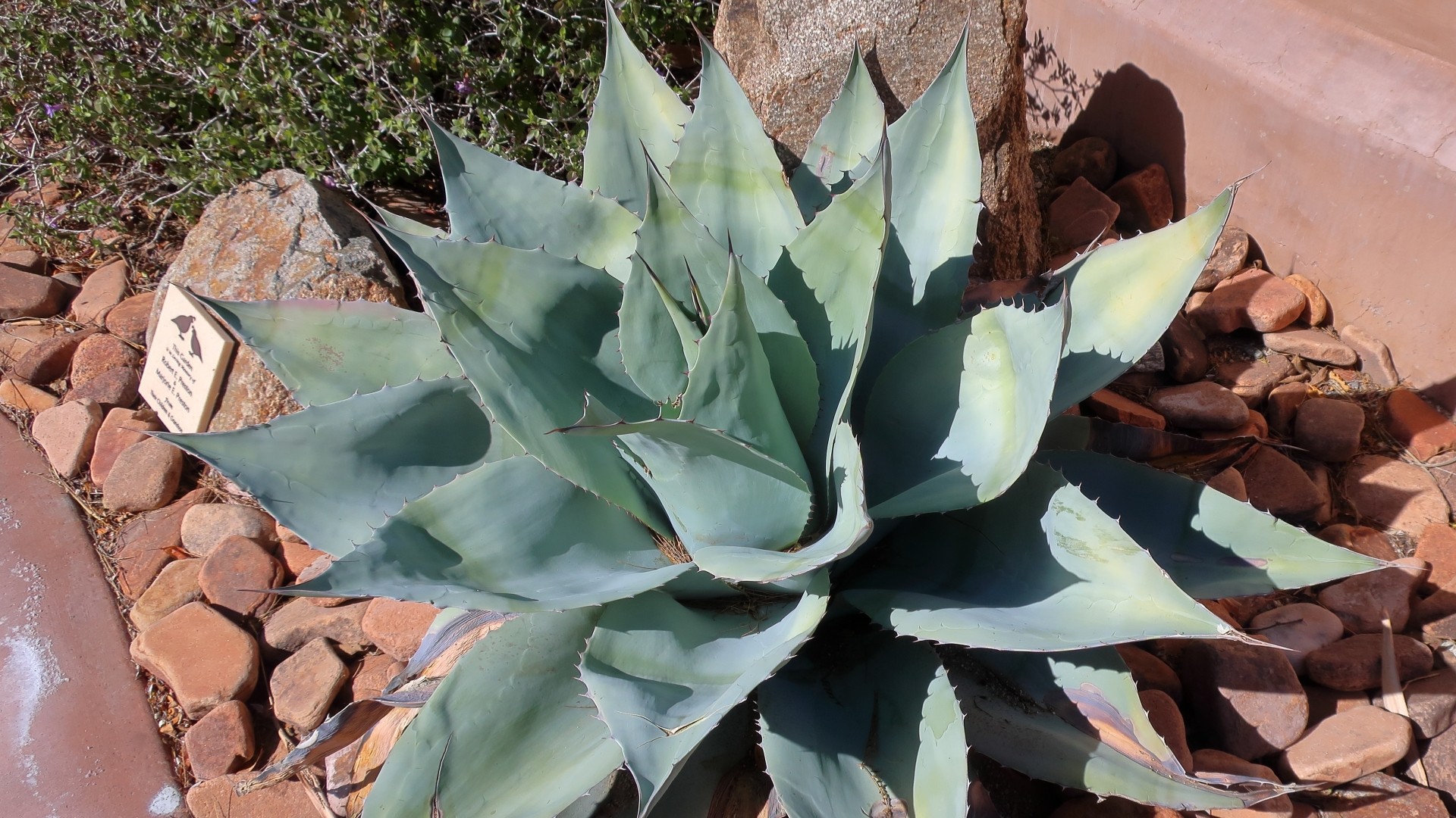 Агава яйцелистная (Agave ovatifolia) - PictureThis