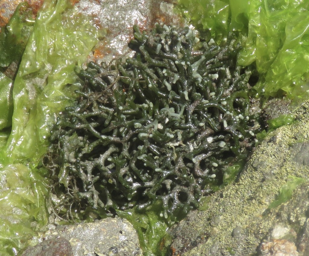 Green Algae (Chlorophyta)