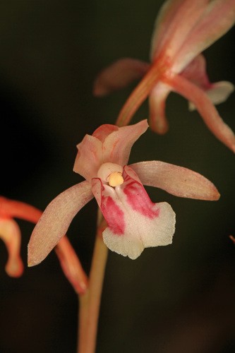 Orquídea monje (Oeceoclades maculata) - PictureThis