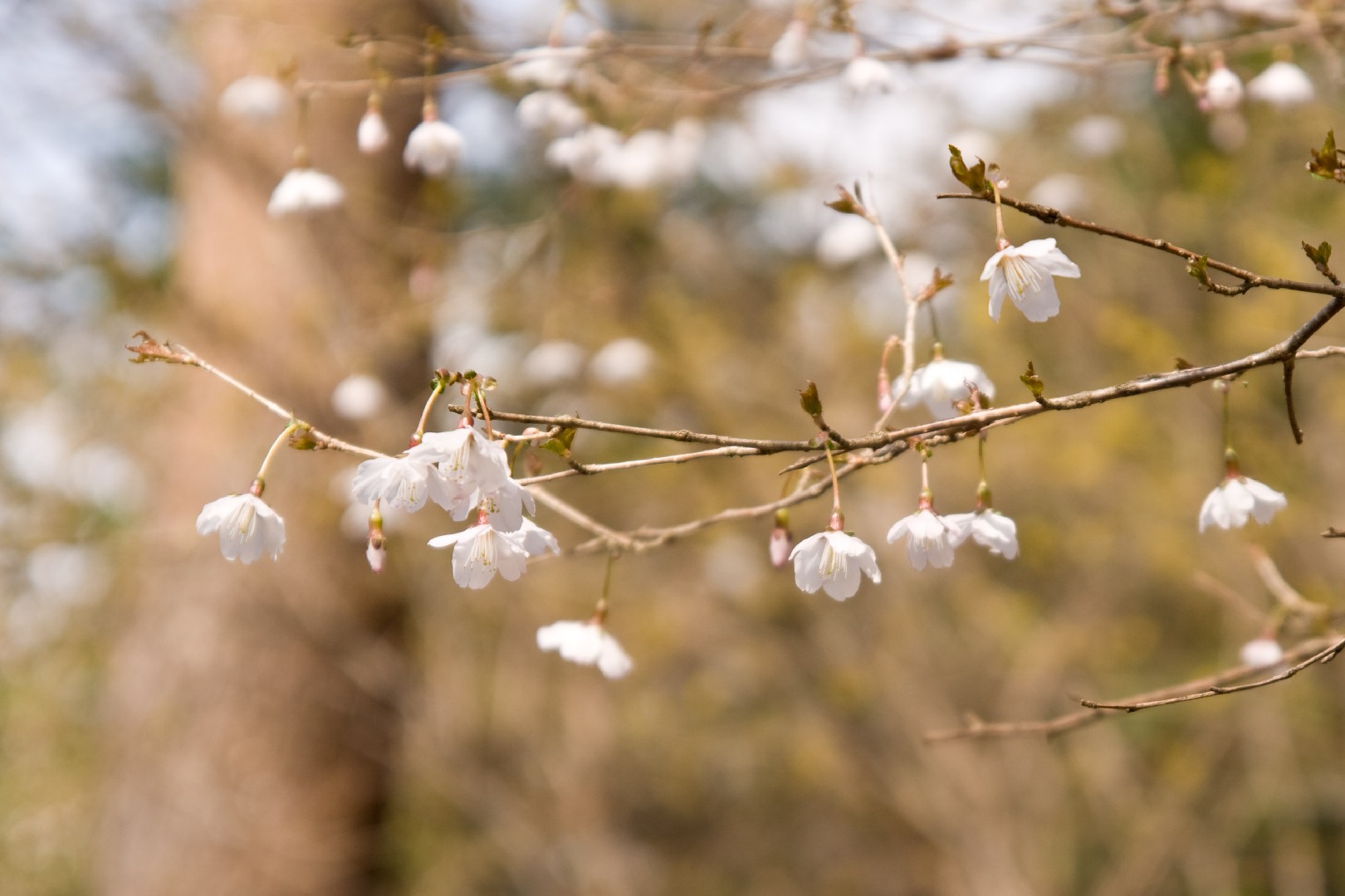 Un Delicato Germoglio e la fioritura del Prunus – Ciliegio da fiore –  Incantesimo fiorito