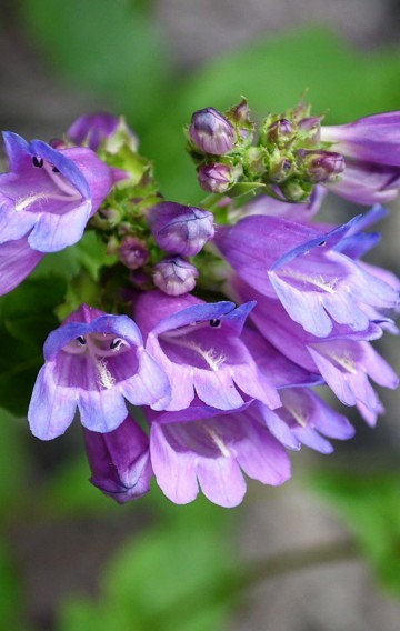 Penstemon Azureus