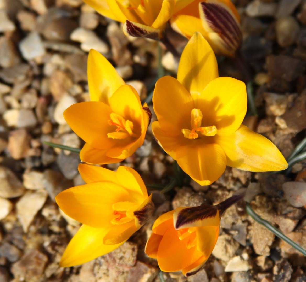 Шафран сузианский (Crocus angustifolius) - PictureThis