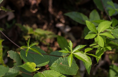 Assamese (Tetrastigma planicaule) Flower, Leaf, Care, Uses - PictureThis
