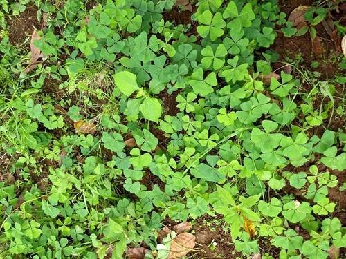 Faux trèfle à quatre feuilles, Oxalis deppei : planter, cultiver