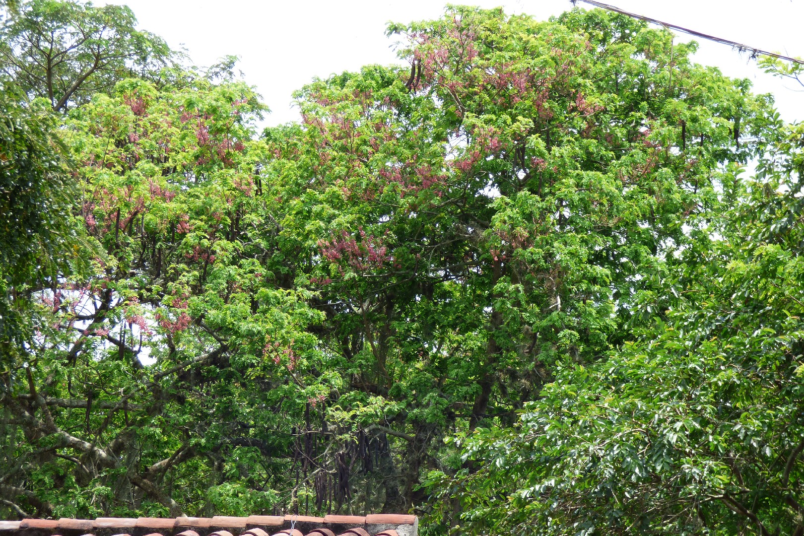 Cassia grandis - PictureThis