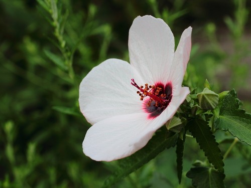 高砂芙蓉 Pavonia Hastata 照顧 種植 繁殖 開花時間 Picturethis