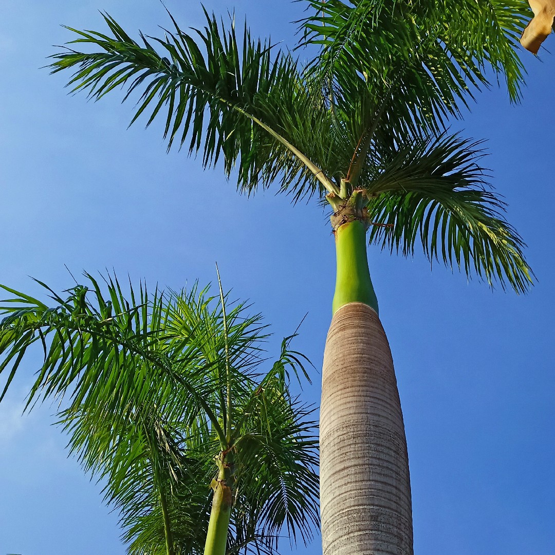 Cuban royal palm (Roystonea regia) Flower, Leaf, Care, Uses