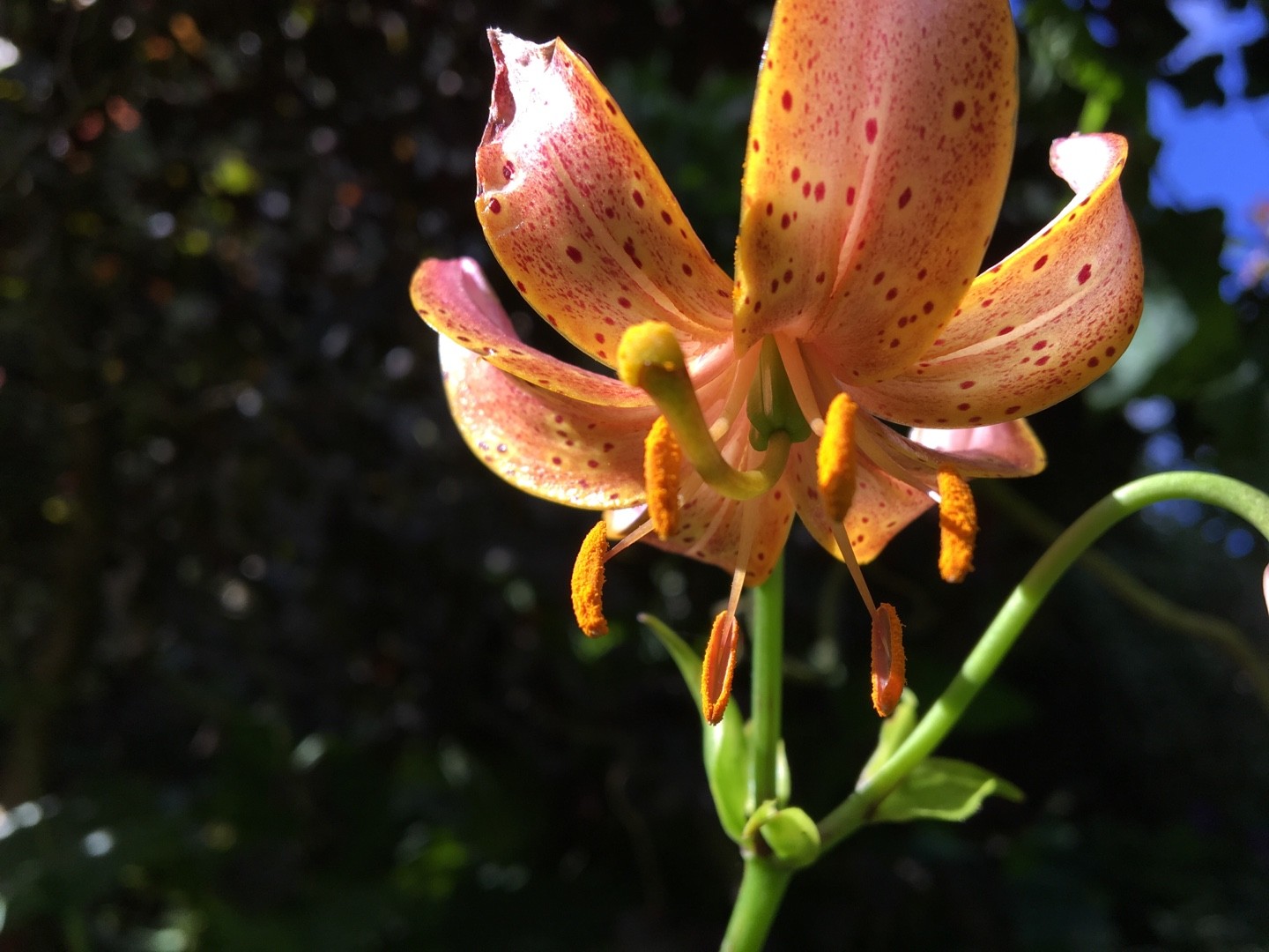 Lilium martagon 'Terrace City' Cuidados (Plantando, Fertilizantes,  Enfermedades) - PictureThis