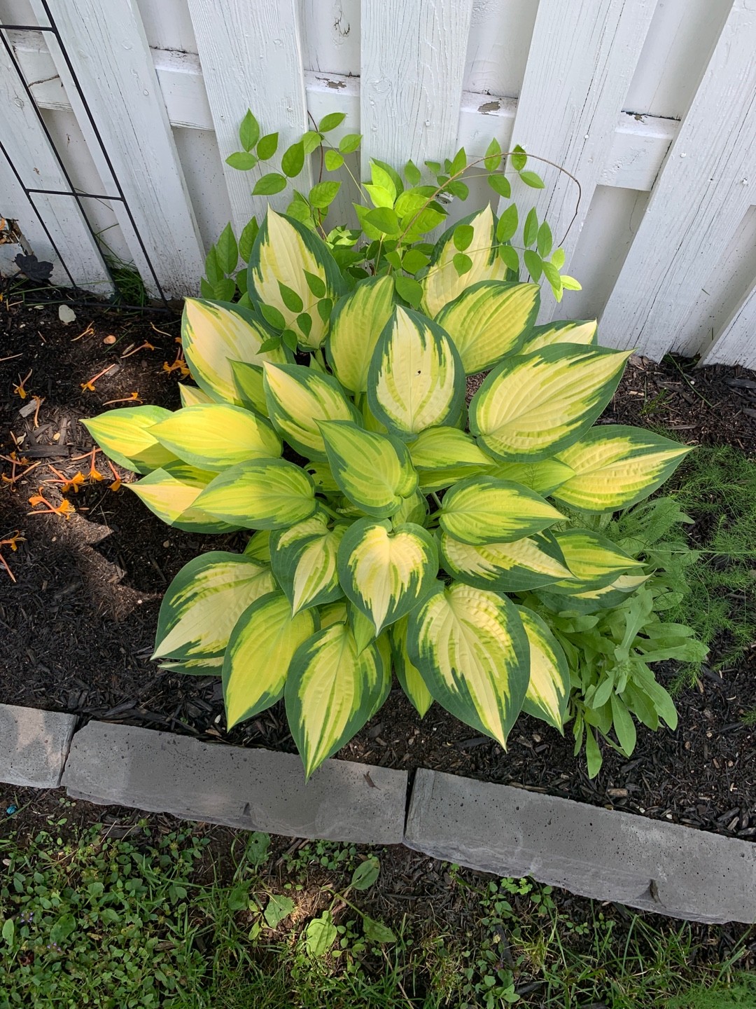 14+ Color Festival Hosta