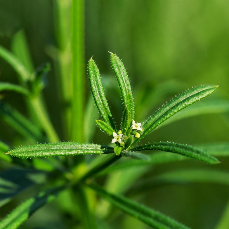 Plant is weed sticky like Velcro, Feature Columns