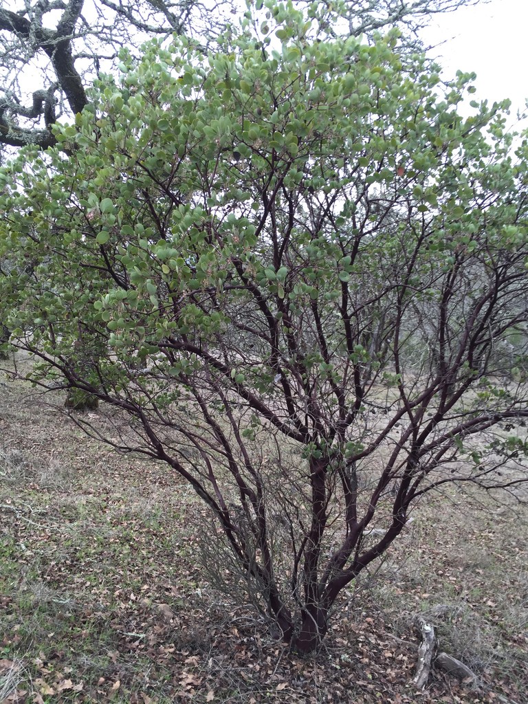 Arctostaphylos manzanita - PictureThis