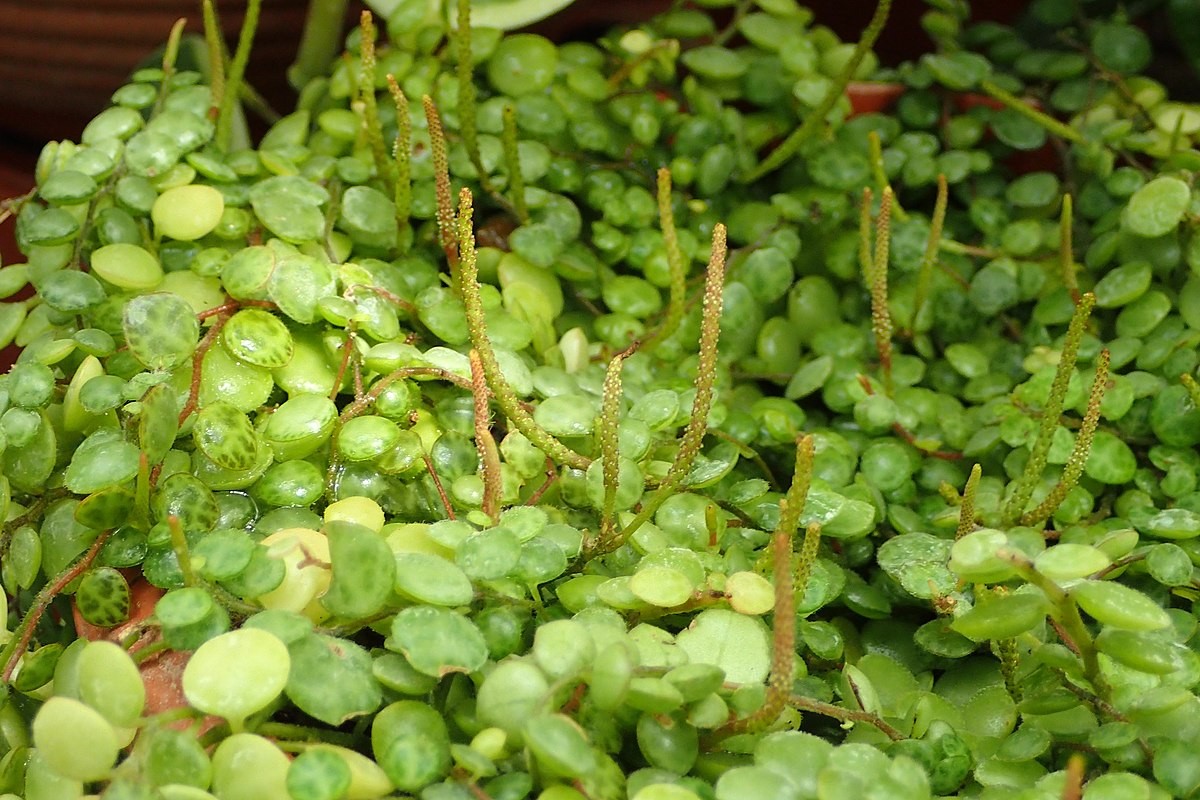 Пеперомия круглолистная (Peperomia rotundifolia) - PictureThis