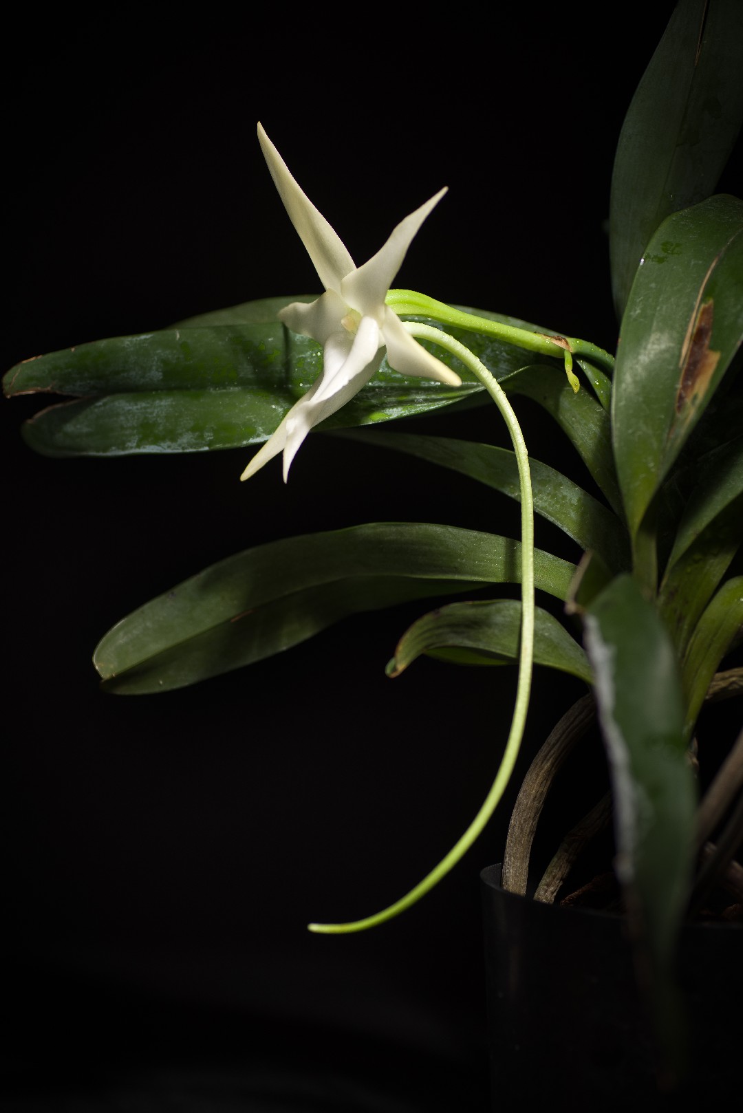 Orquídea de darwin (Angraecum sesquipedale) - PictureThis