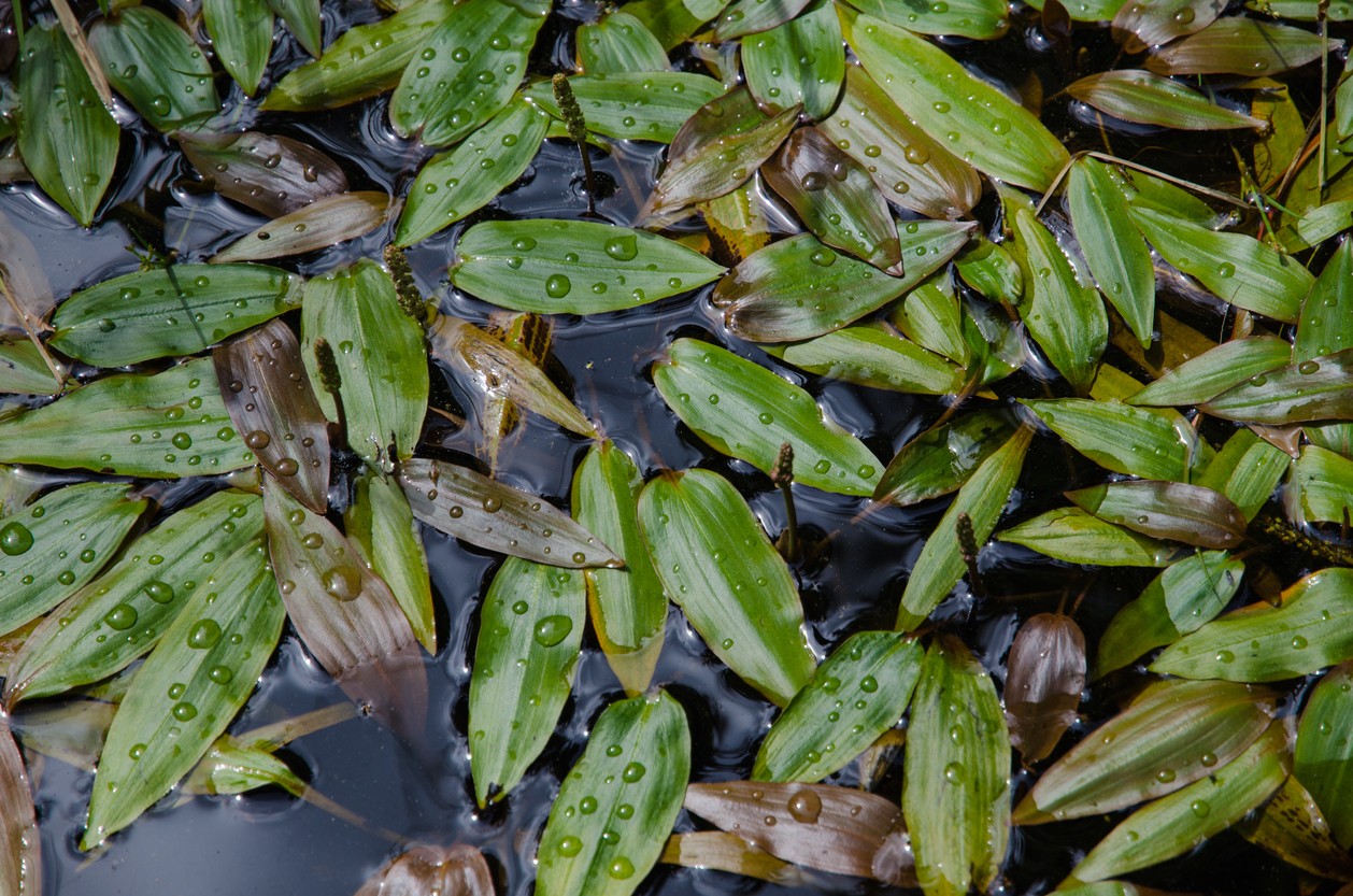 インバモ 4本 - 水草