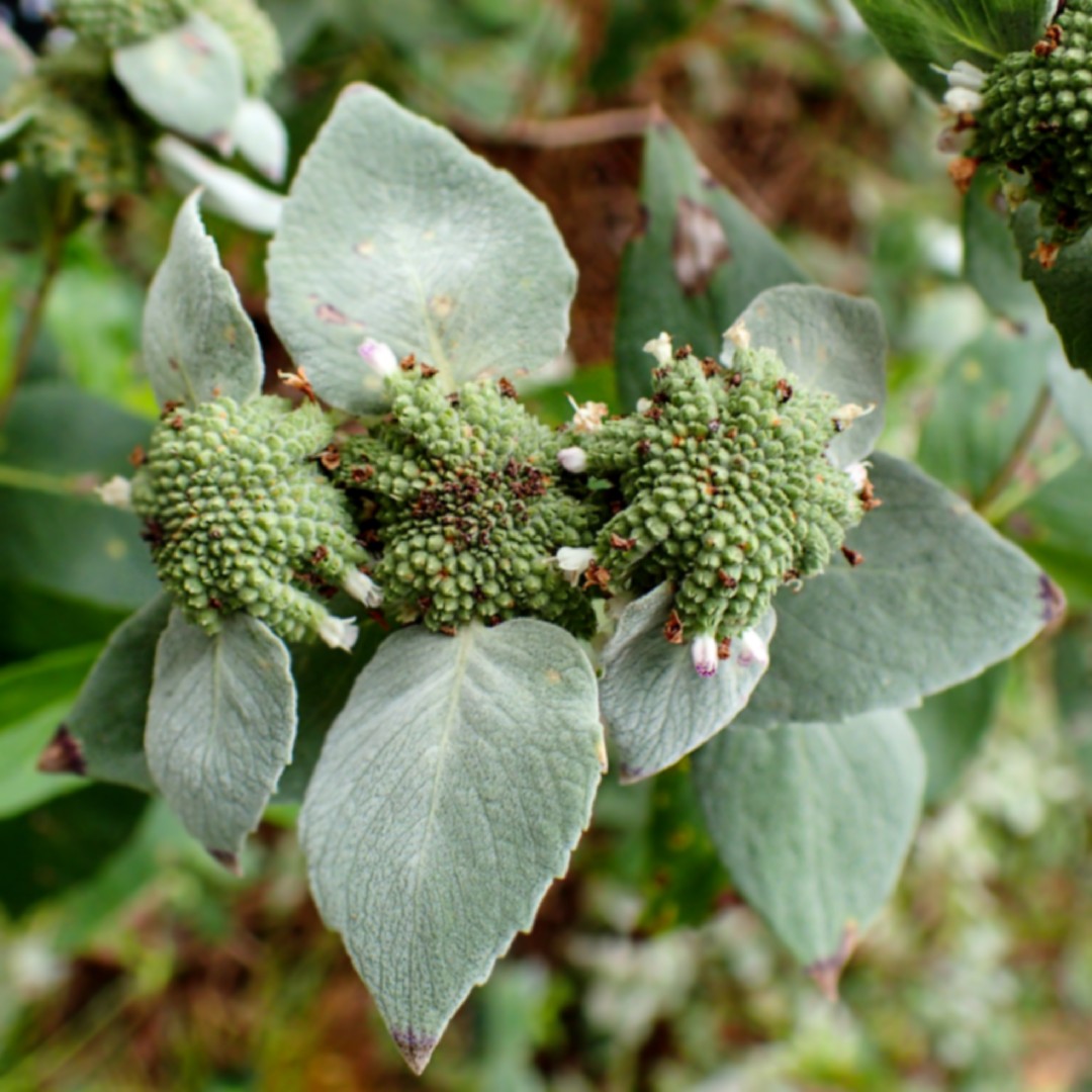 Pycnanthemum muticum - PictureThis