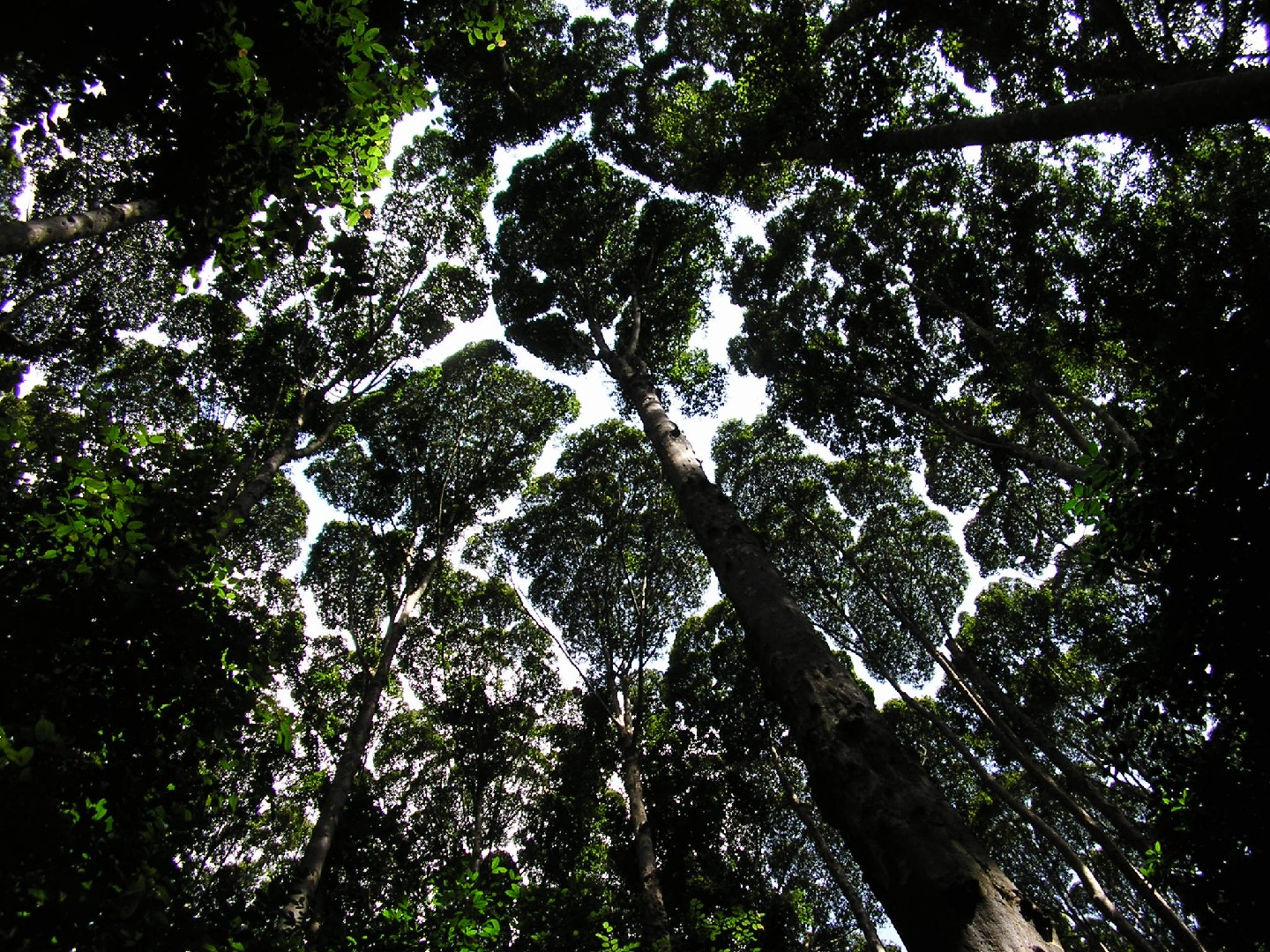 RESINA NATURALE DI CANFORA (BORNEOL CAMPHOR - DRYOBALANOPS AROMATICA)