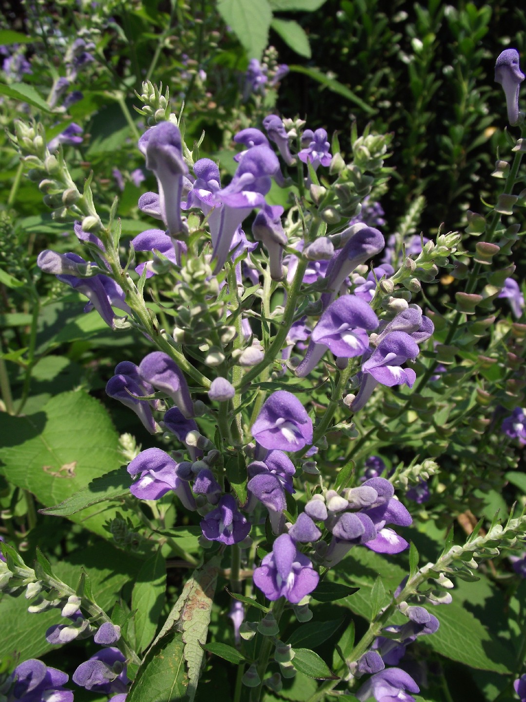 Scutellaria incana - PictureThis